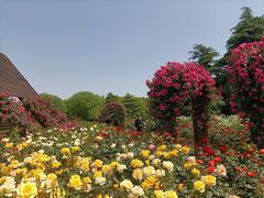 -上海滨江森林公园