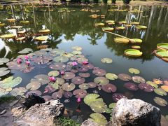 -中国科学院西双版纳热带植物园