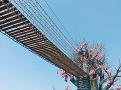 -天适樱花悠乐园