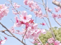 -顾村公园