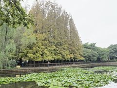 -八大关景区