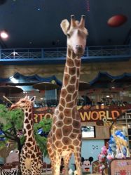 -卡通尼·Safari非洲探索乐园·生日会(金桥国际商业广场店)