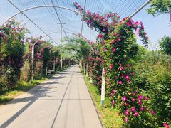 -上海长兴岛郊野公园