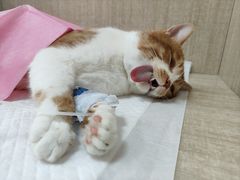 -北京观赏动物医院·24小时大型综合·猫专科·异宠专科