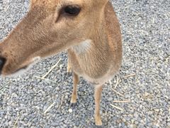 -鹿境梅花鹿生态园区