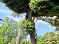 -三鹰之森吉卜力美术馆