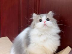 -猫十亿·布偶金渐层·曼基康矮脚猫舍(青年路店)