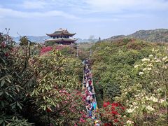 -贵州百里杜鹃风景名胜区