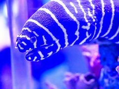 -太平洋海底世界