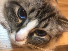 -白兔子密室(长寿路店)