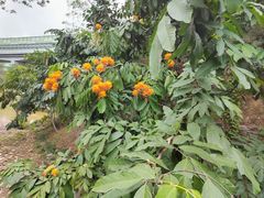 -深圳仙湖植物园