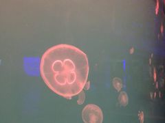 -多彩贵州城极地海洋世界