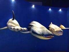 -烟台海昌鲸鲨海洋公园