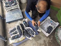 -马陆小张葡萄园农家乐