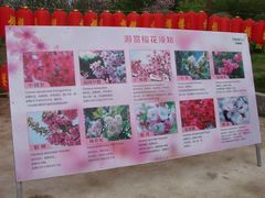 樱花介绍-天适樱花悠乐园