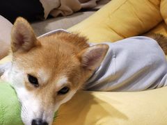 -逗柴咖啡屋·狗咖猫咖宠物桌游
