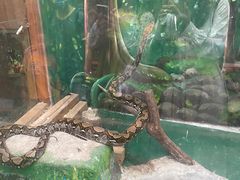 -上海大自然野生昆虫馆(东方明珠·爬宠昆虫探索中心)