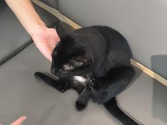 -喵园·猫主题咖啡厅·撸猫·猫咖(国贸店)