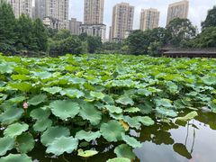 -龙头寺公园