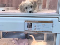 -翊宠yipet猫狗购宠庄园犬舍•猫舍