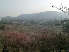 -香雪海