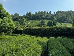 -树山生态村