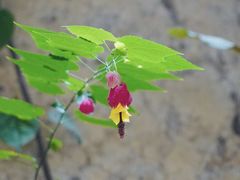 -云水谣景区-土楼之光文化园