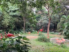 -深圳野生动物园