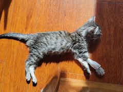 -萌兽医馆·犬猫专科·眼科中心·宠物医院(朝阳门分院)