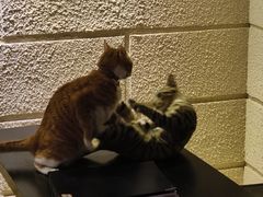 -逃脱反斗城沉浸剧情密室(北京路店)