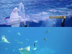 -珠海长隆海洋王国