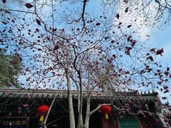 -潭柘寺景区