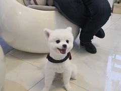 -奈斯宠物医院·核磁CT·异宠专科·内镜(中南店)