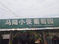 -马陆小张葡萄园农家乐