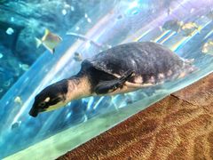 -上海海洋水族馆