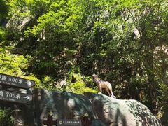 -茅兰沟国家森林公园