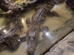 -正佳雨林生态植物园