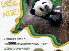 -成都大熊猫繁育研究基地