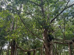 -中国科学院西双版纳热带植物园