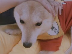 -逗柴咖啡屋·狗咖猫咖宠物桌游