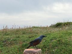 -涉地可支
