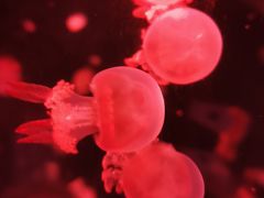 -白鹿仓冰雪海洋世界