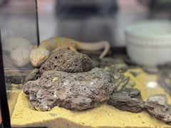 -帕帕拉兹宠物(亚洲旗舰店)