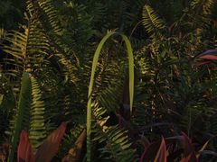 -南洋风味(万宁店)