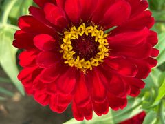 -莲花山花海