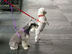 门面-翠华餐厅(山顶道店)