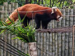 -深圳野生动物园