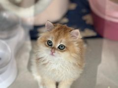 -糯米喵星人总部直营旗舰店·猫舍·幼猫出售