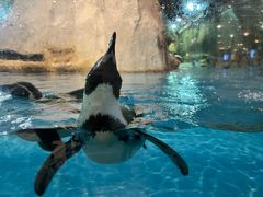 -帝企鹅自助餐厅•儿童岛•真企鹅(长隆企鹅酒店)