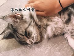 -猫小院猫主题餐厅(三里屯店)